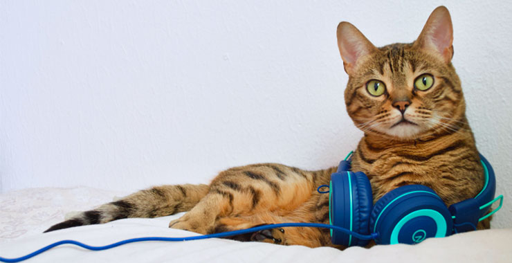 Meow-sic to My Ears: Cat-Inspired Songs for National Music Month