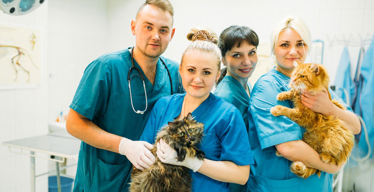 Spaying/Neutering Your Cat: The Benefits of Sterilization