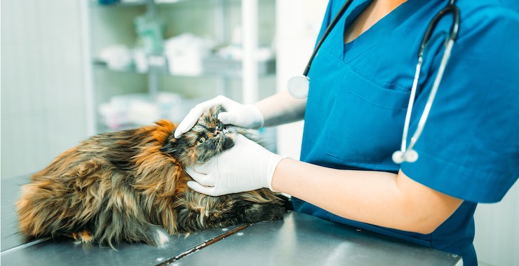Dental Health For Cats - Your Cat Needs a Dentist, Too!
