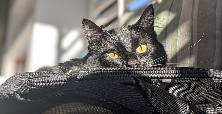 The Ins and Outs of Flying with Your Cat