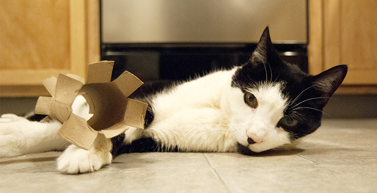 How To Make Your Own Kitty Toys: Pawsitively Playful for You and Your Furbaby
