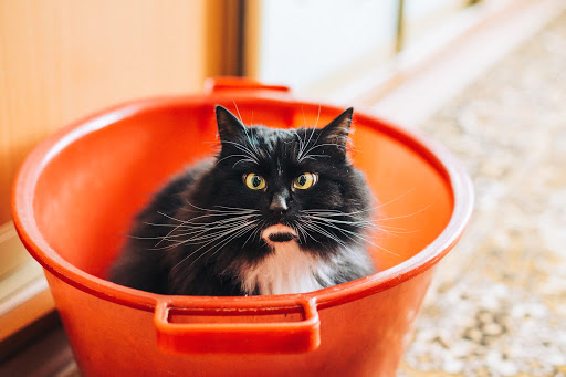 How to Stay Sane When Introducing Two Adult Cats to Each Other