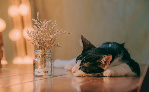 How to Stay Sane When Introducing Two Adult Cats to Each Other