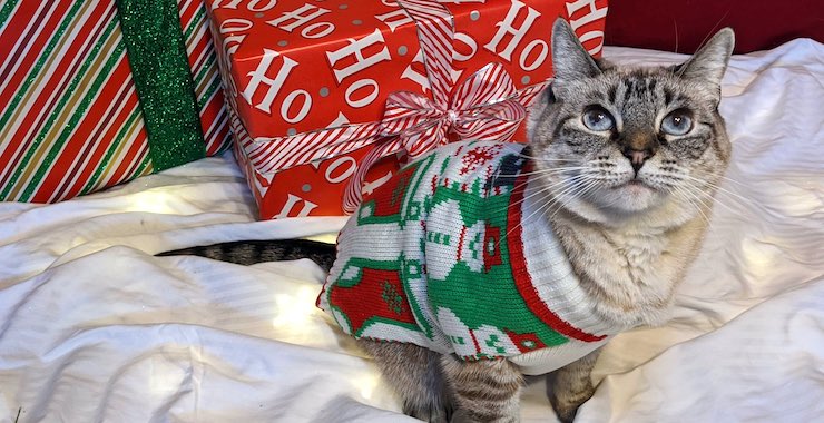 How To Make Cat Treats: Catmas Time Treats for the Holiday Season