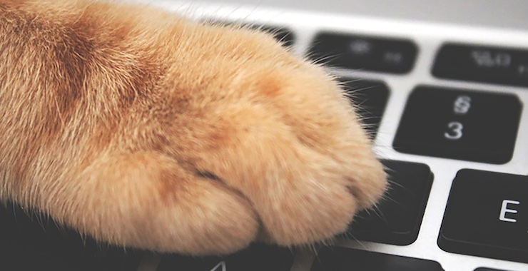 Top-Rated Cat Apps and Websites for a Pawsitively Good Time!