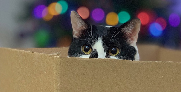 2019 Holiday Gift List for Cats