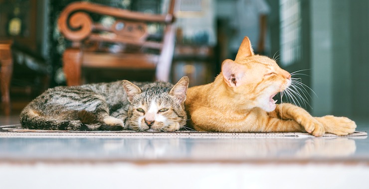 How to Accommodate for an Additional Cat in the Home