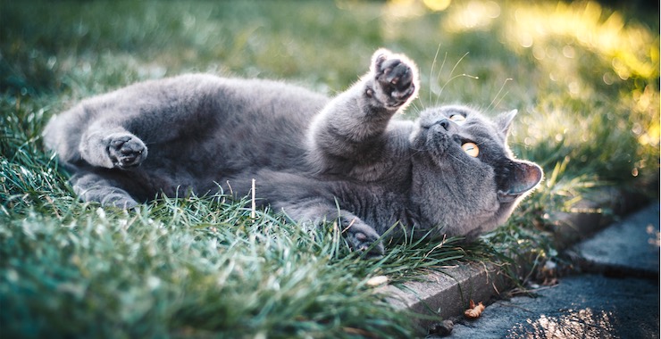 Indoor vs. Outdoor - Should You Let Your Cat Go Outside?