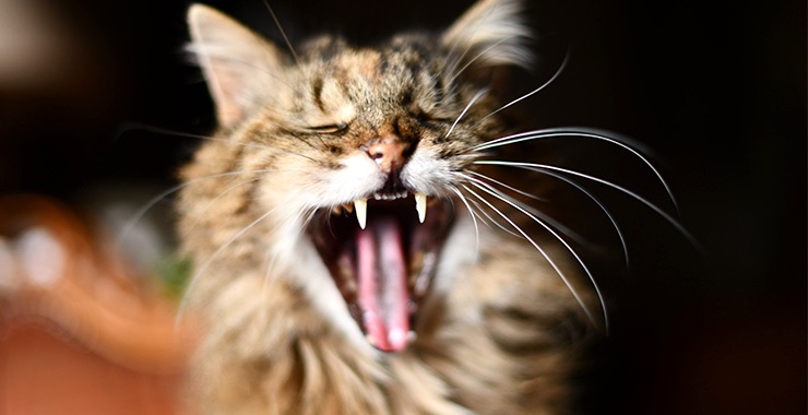 Angry cat, cat is angry, bares its teeth, - Stock Illustration