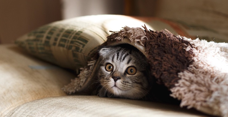 10 Common Household Items You May Not Realize are a Risk for Your Cat