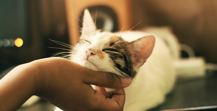 How to Find the Purr-fect Cat Sitter