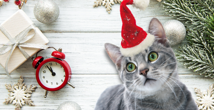 How To Be a Cat Sitting Holiday Hero