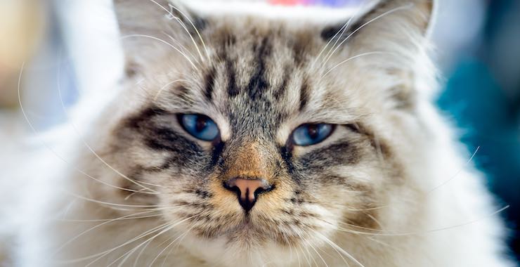 3 Things You Need to Know About Cat Boarding