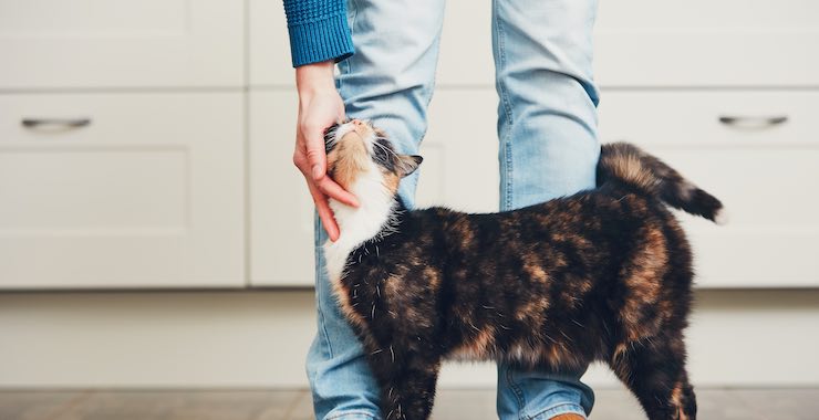 How to Be the Best First-Time Cat Owner