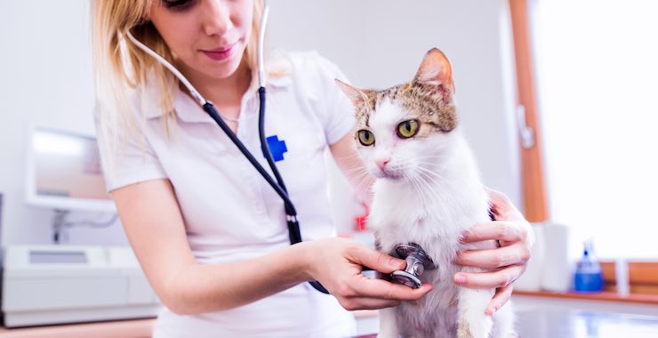 6 Ways to Help Your Cat Love The Veterinarian