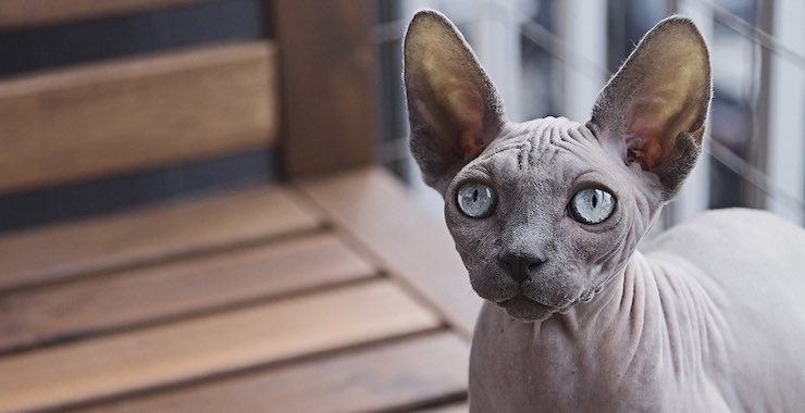 5 Things to Love About the Sphynx Cat