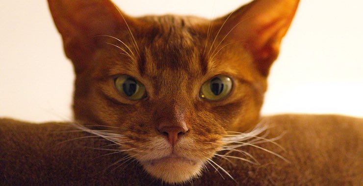 5 Unique Things About the Abyssinian Cat
