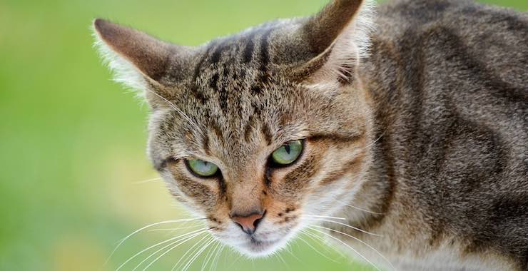 All About The Manx Cat