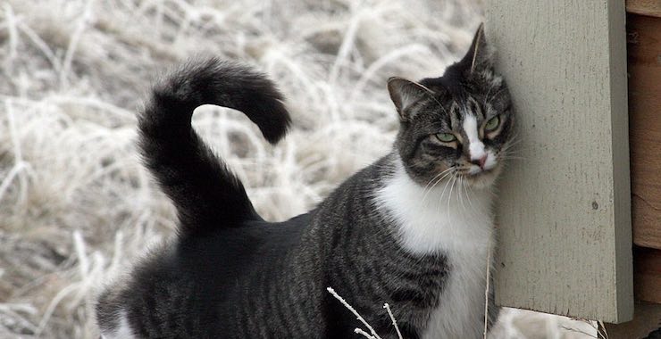 All About The American Shorthair