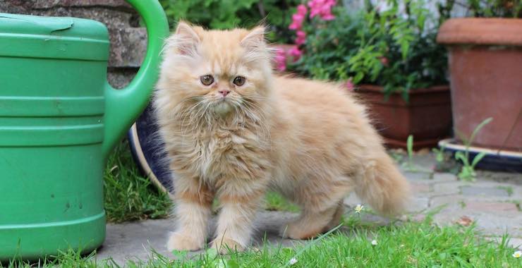 All About The Persian Cat