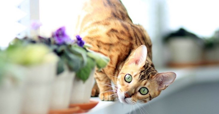 All About Bengal Cats