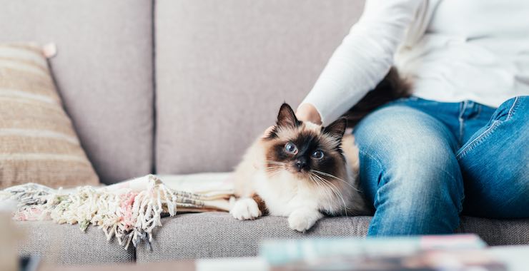 Five Ways To Be A Better Cat Owner