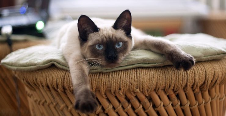 All About Siamese Cats