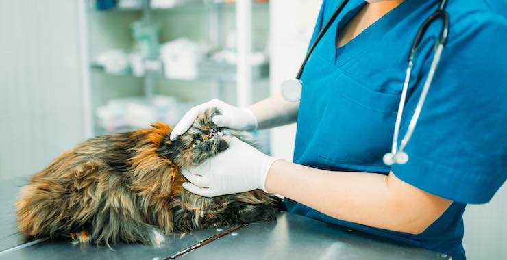 The 10 Most Common Cat Diseases