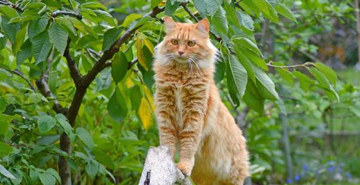 All About The Maine Coon Cat