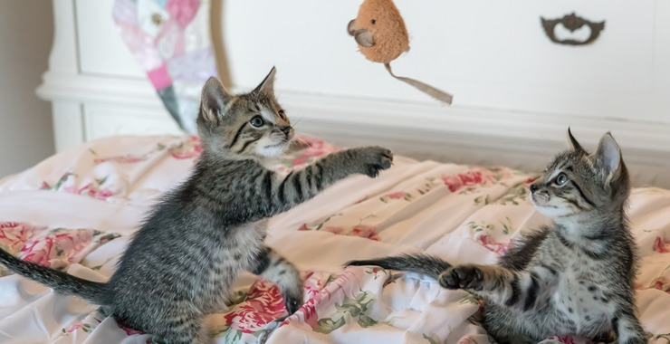 7 Steps for Successfully Introducing Your Cat to a New Kitten