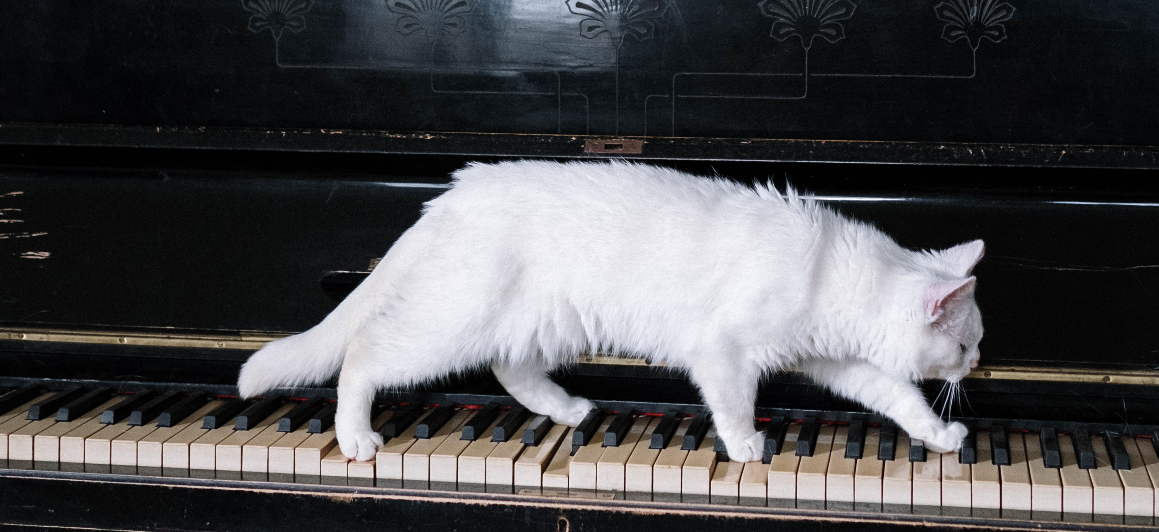Meowsic to My Ears: Do Cats Enjoy Music?