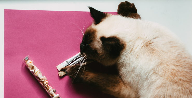 Purr-fect Pastimes: 8 Engaging Hobbies to Share with Your Feline Friend