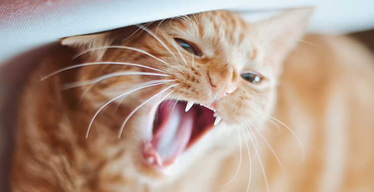 What Did My Cat Just Cough Up?! A Guide to Hairballs
