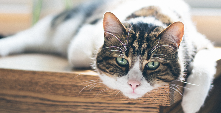 Cracking the Code: Understanding the Intricacies of Feline Minds