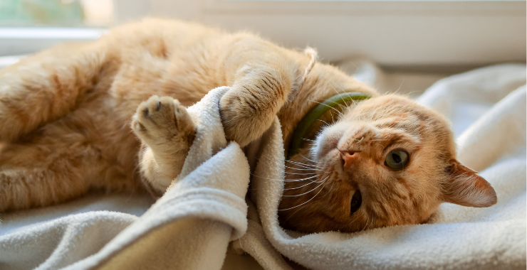 How Many Hours A Day Do Cats Sleep Cat Behavior Meowtel