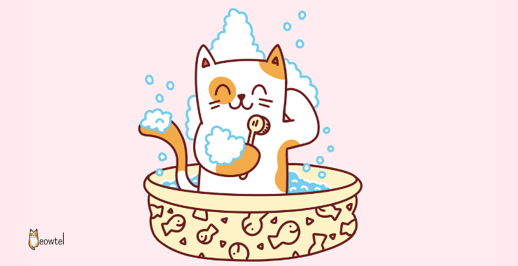 How and Why You Need to Give Your Cat a Bath