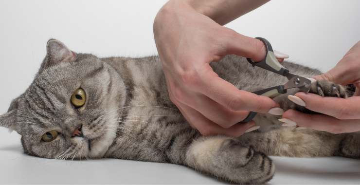 How to Cut Your Cat's Nails