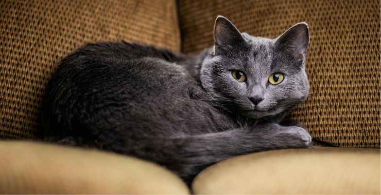 Top 11 Hypoallergenic Cat Breeds for People with Allergies