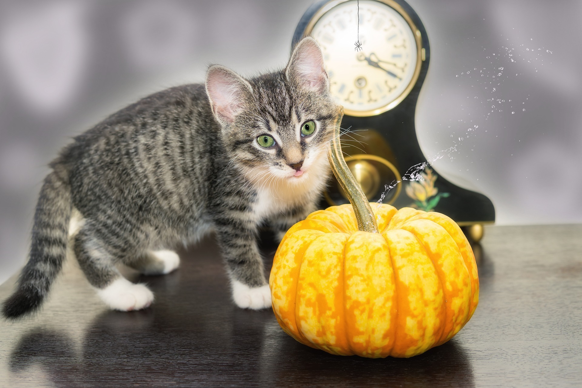 Avoid 7 Scary Cat Boo-Boos: Help Your Kitty Have a Safe and Happy Halloween