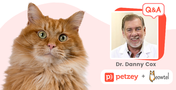 Feline Health 101: Petzey’s Comprehensive Communicable Diseases Guide