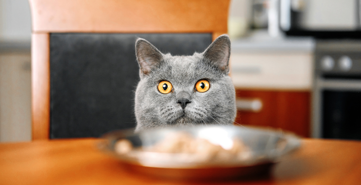 Wet vs. Dry Cat Food: Which Is Better?
