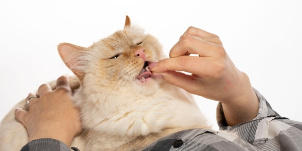 How to Give a Cat a Pill: 5 Easy Tips