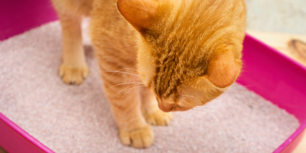 5 Litter Box Tips Every Cat Owner Should Know