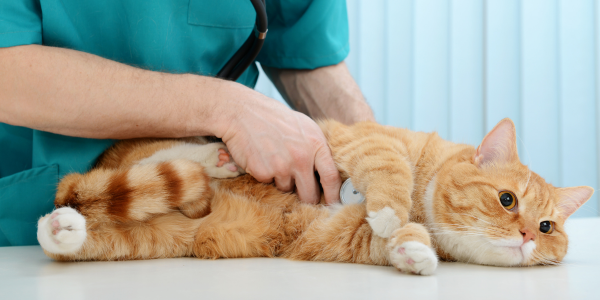 Spotting and Treating Cat UTIs with Petzey’s Dr. Danny Cox