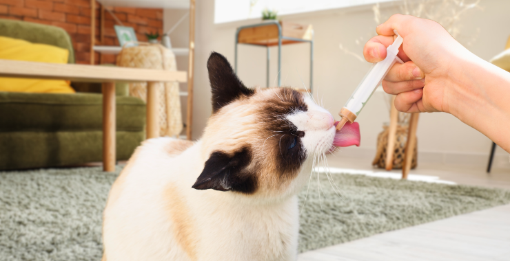 How to Prep Medications for Your Cat Sitter