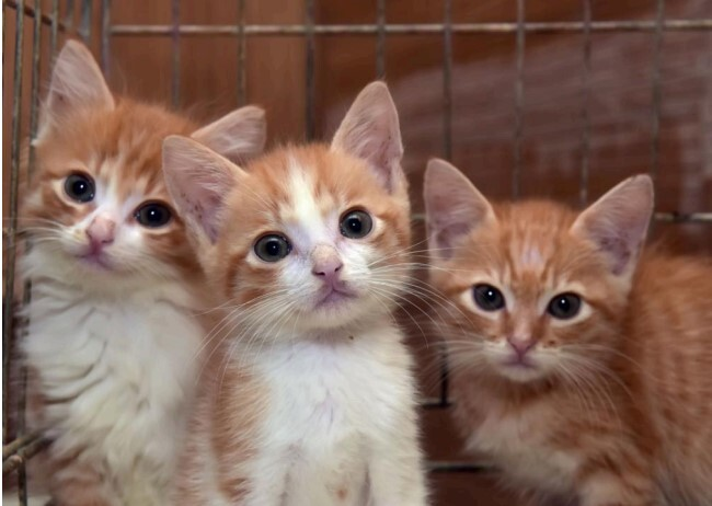 6 Great Gifts For Shelter Cats This Holiday Season