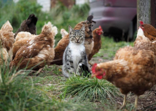 Bird flu is on the rise across the US. Are cats at risk?