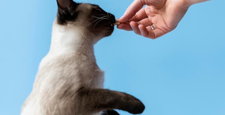 The Trick to Treats: How to Use Cat Treats to Enrich Your Kitty's Life