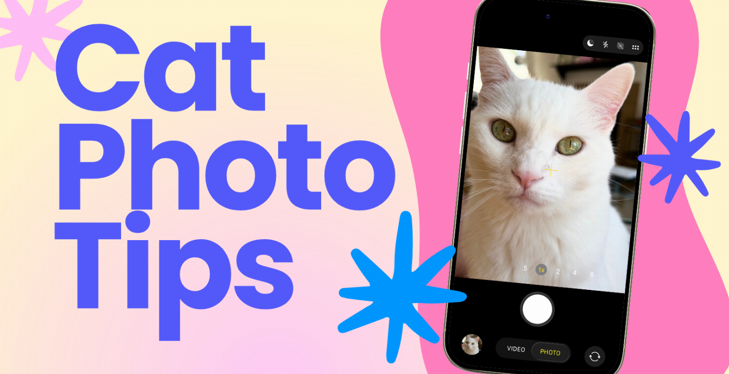 Ready for Their Close-Up: Cat Photo Tips