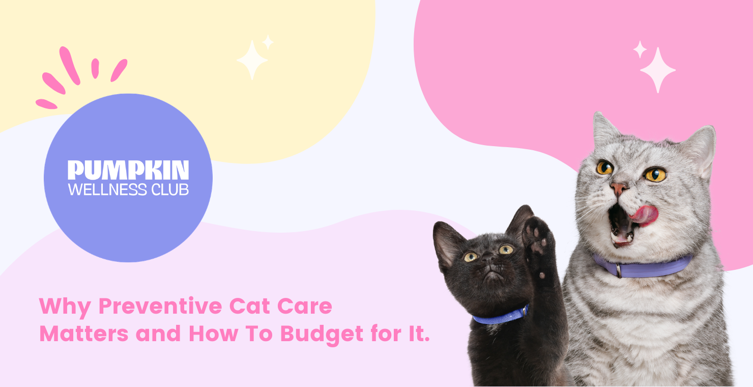 Why preventive cat care matters and how to budget for it
